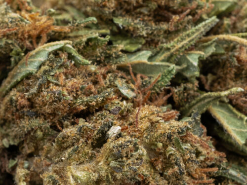 SUPER SKUNK MACRO